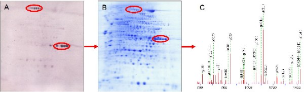 Vorgehensweise zur Identifizierung von einzelnen Allergenen mittels 2D-Immunoblot 