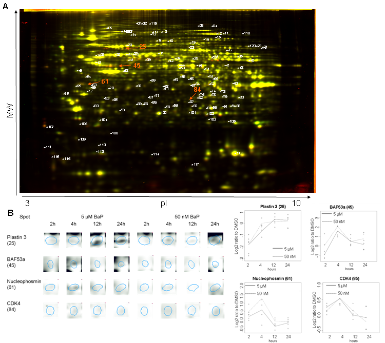 Abb A zeigt ein 2D-DIGE-Gel mit 1200 Proteinspots. Die ermittelten, in folge der BaP-Inkubation 120 regulierten Spots wurden annotiert. Vergrößerungen der Spots von 4 ausgewählten Proteine sowie deren Expressionsprofile sind in Abb. B dargestellt.. 