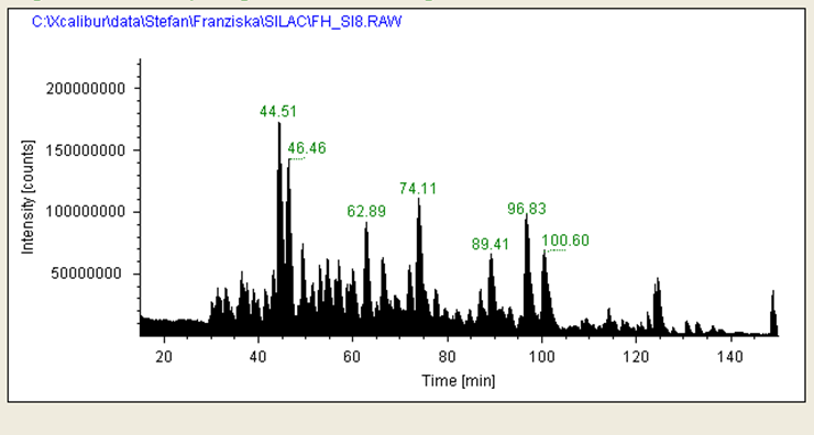 Chromatogramm des Totalionenstromes der Proteinanalyse einer SILAC-Probe mittels nano-Hochleistungsflüssigchromatographie-nano-Elektrospay-Massenspektrometrie. Mittels SILAC konnte die zeit- und &#8211;konzentrationsabhängige Expression von ~1.000 Proteinen verfolgt werden.