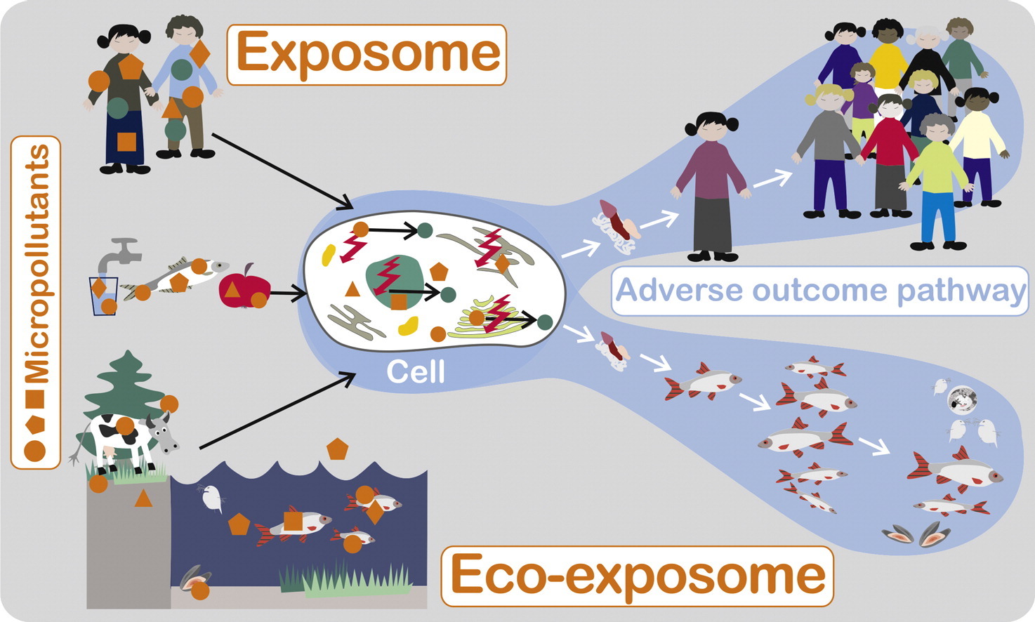 Multiple chemical exposures of the environment and their link via environmental media and the food chain to human exposure.