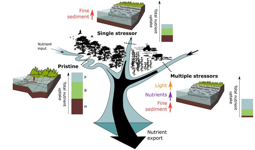 Nutrient uptake in streams draining catchments with different land use and stressor scenarios. Scheme: Daniel Graeber/UFZ
