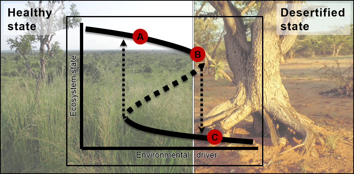 Schematic representation of the desertification tipping point (DTP) in an African savanna at which the ecosystem switches from a healthy state where the grass layer is dominated by perennial bunchgrasses (A,B) to a desertified state (C) characterized by bare soil, erosion and depleted seed banks. The switch follows a hysteresis pattern.