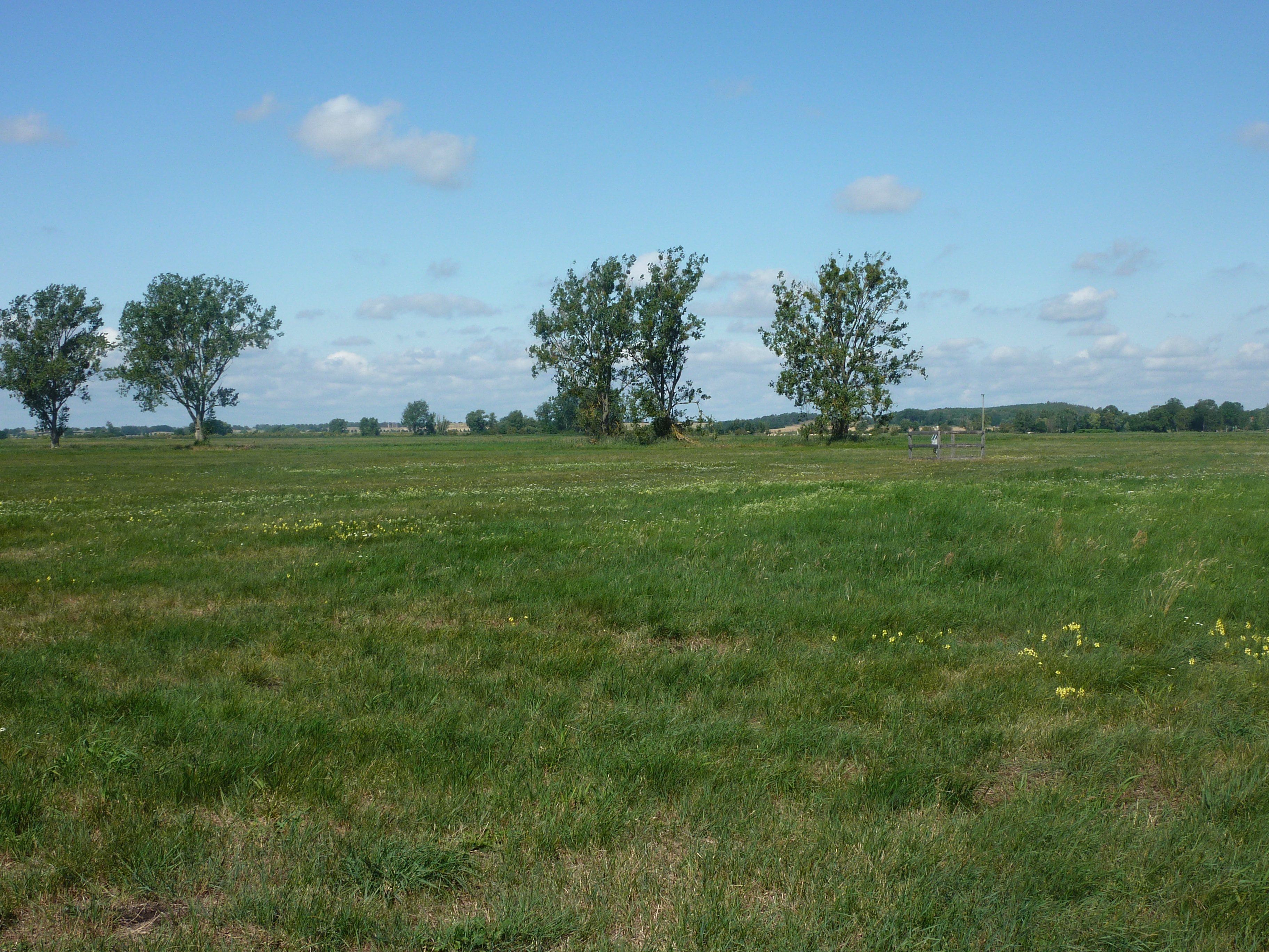 Grassland Site in the Schorfheide Region (Photo: Christiane Roscher)