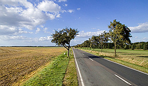 Landstraße mit Baumbestand und Feldern. Foto:André Künzelmann/UFZ