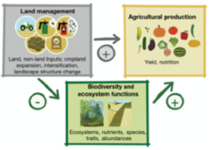 Biodiversity–Production Mutualism (BPM)