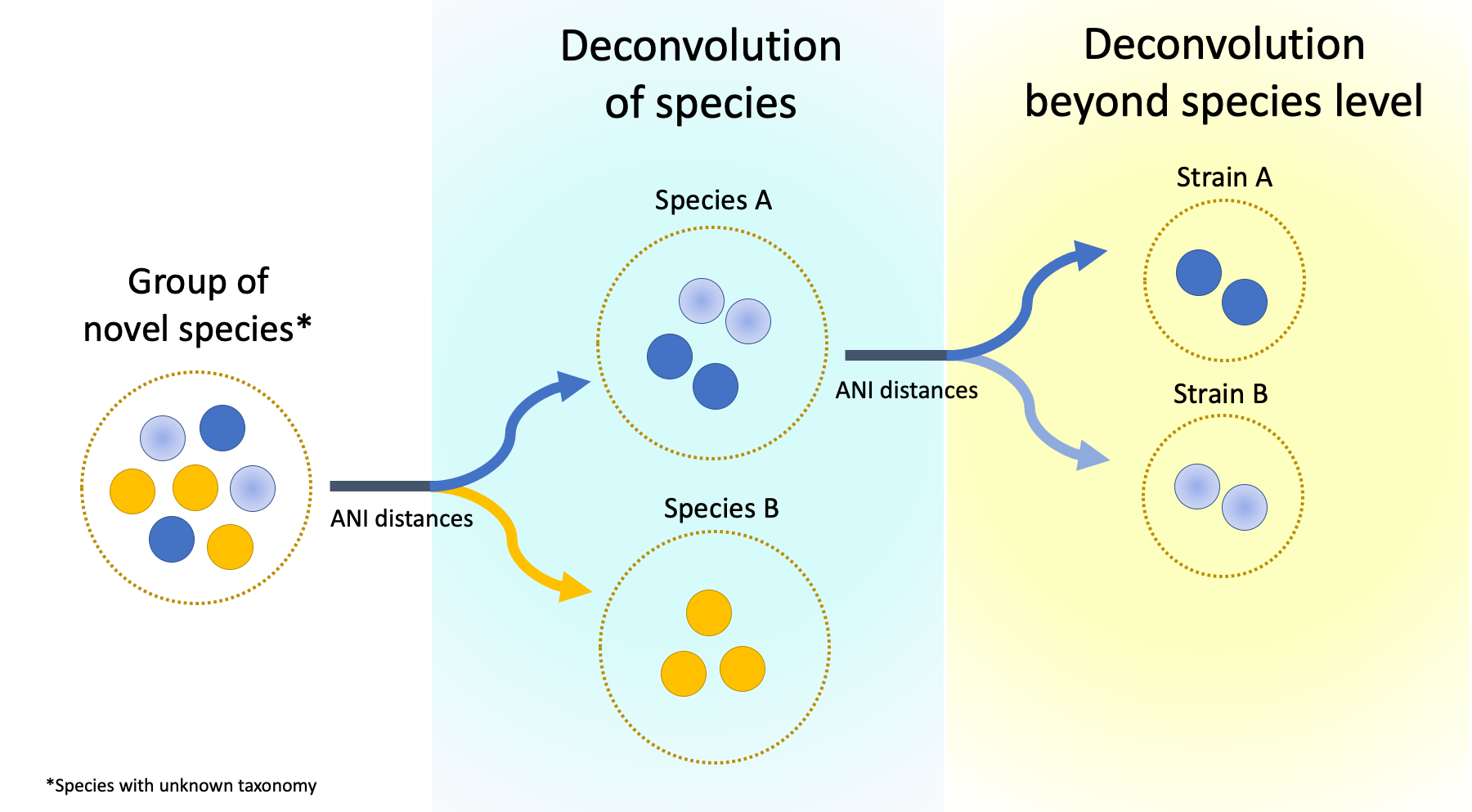 Deconvolution of species based on average nucleotide identities (ANI) into species and beyond (© Felipe Borim Corrêa).