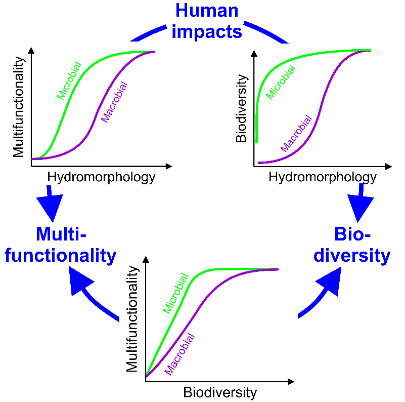 Wirkschema, wie die Hydromorphologie von Fließgewässern deren Biodiversität und Multifunktionalität beeinflusst. (Grafik: Mario Brauns, UFZ)
