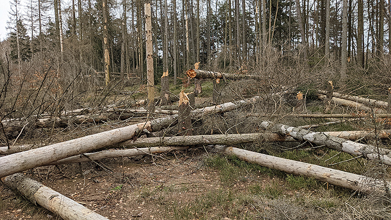 Tote Wälder im Elbsandsteingebirge.
Foto: Richard Springer, April 2021.