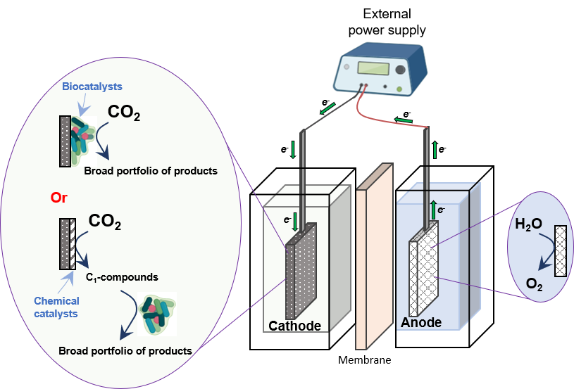 Integration of biological and electrochemical processes for CO2 conversion to valuable products (partially created by BioRender)