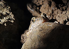 The midwife toad(<i>Alytes obstetricans</i>)