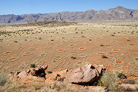 Blick auf die mysteriösen Feenkreise in Namibia. Foto: Dr. Stephan Getzin/UFZ