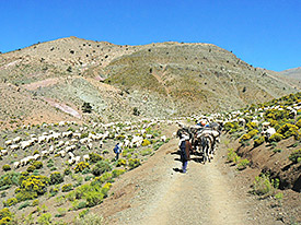 Ende Mai ziehen die Hirten der nomadisch lebenden Aїt Toumert mit ihren Herden auf die höher gelegenen Sommerweiden in Marokkos Hohem Atlas. Foto: Dr. Gisela Baumann/Universität zu Köln