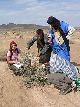 Hirtennomaden im trockenen Südosten Marokkos besitzen ein großes Wissen über die Futterqualität und Verfügbarkeit der in ihrem Weidegebiet vorkommenden Pflanzen. Foto: Dr. Gisela Baumann/Universität zu Köln