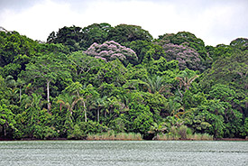 Ein artenreicher, tropischer Tieflandregenwald im Panamakanal.