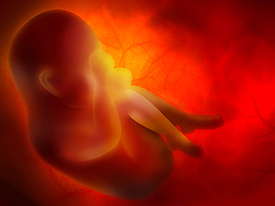 Embryo. Foto: zven0/ fotosearch.de