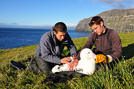 Researchers on Crozet fitting a transmitter on a wandering albatross.