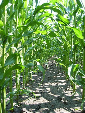 Cultivation of Maize