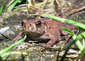 All in all, the scientists found 10 amphibian species in the surveyed ponds, including species like the Common Toad