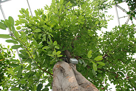Eine Hohe Feige (<i>Ficus altissima</i>) in der neuen Tropenerlebniswelt Gondwanaland des Zoo Leipzig