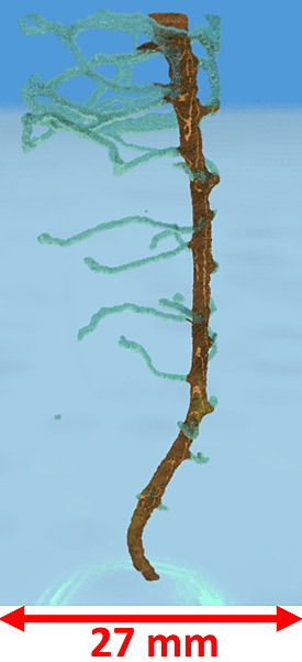 Dreidimensionale Darstellung der Wurzel einer Kichererbsenpflanze