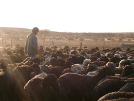 Herder of Karakul sheep in Namibia