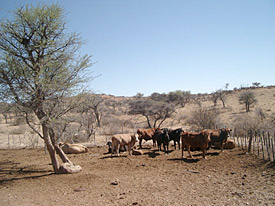 Cattle on Nambian farmland