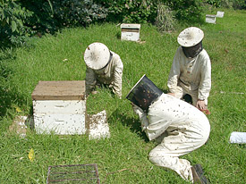 Beekeepers and bee colonies