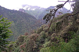 Mountain forest in Yunnan, habitat of the new species