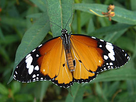 Kleine Monarch (Danaus chrysippus)