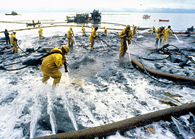 Cleaning work after the oil spill of the Exxon Valdez  in the Prinz-William-Sund, Alaska.