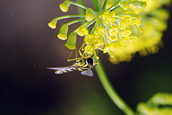 Schwebfliege auf einer Blüte des Fenchels