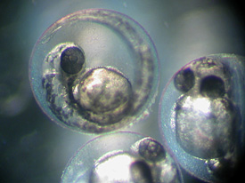 Fish embryos