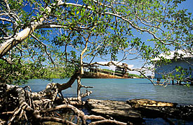 Mangrovenwald in Kerala, Indien