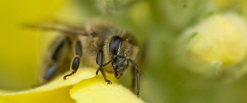 Kernthema Landnutzung, Biodiversität, Bioenergie; Foto: André Künzelmann/UFZ