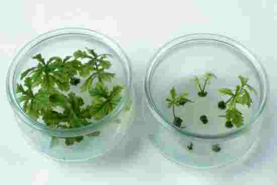 Oak micropropagation