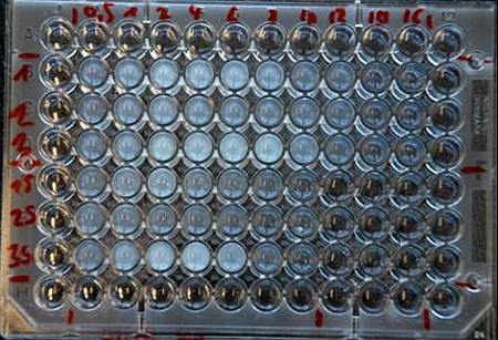 Microtiterplate with bacterial communities
