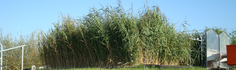 Constructed wetland at the pilot plant in Leuna