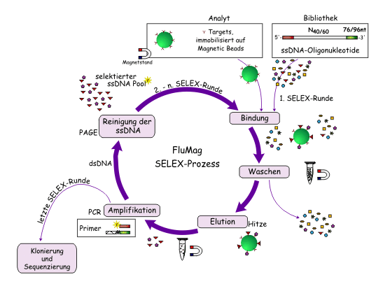 FluMag-Selex-Prozess FluMag-Selex-Prozess