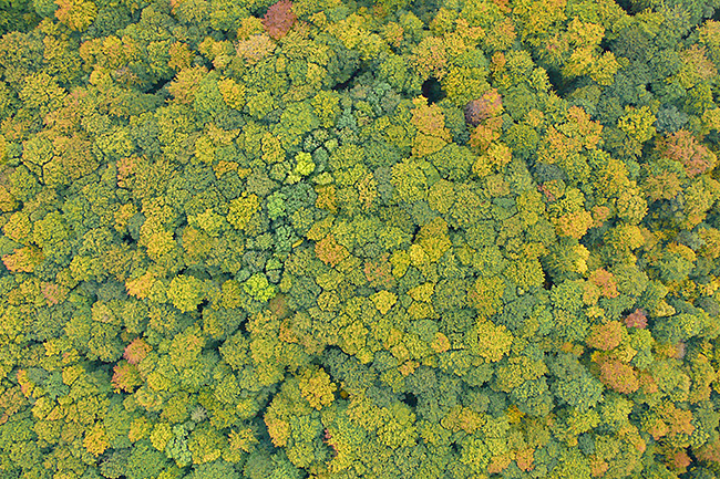Top tree image of Hainich recorded from an UAV