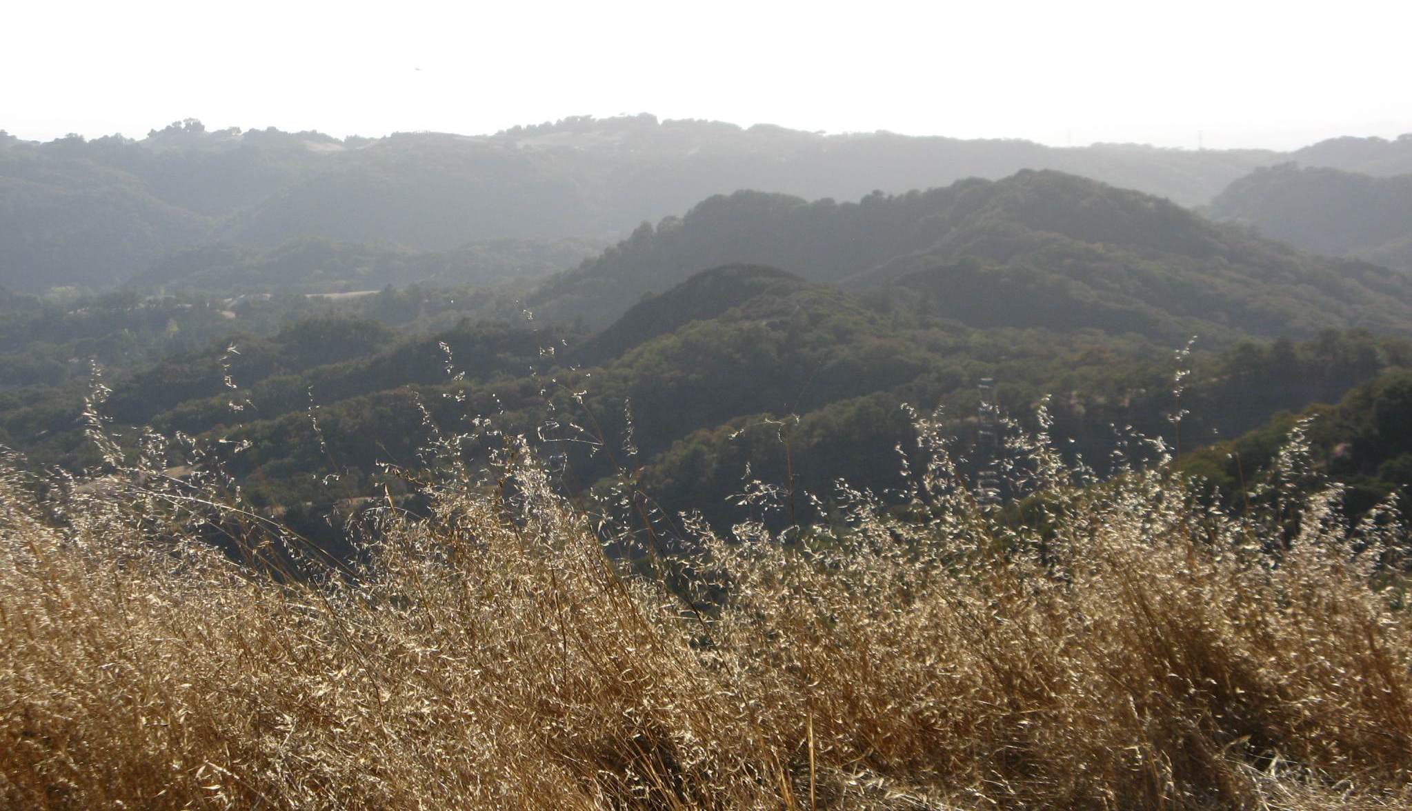 Californian grassland