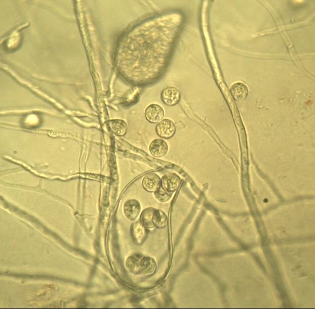 The root pathogen: Phytophthora quercina