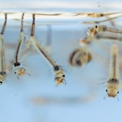 Picture mosquito larvae