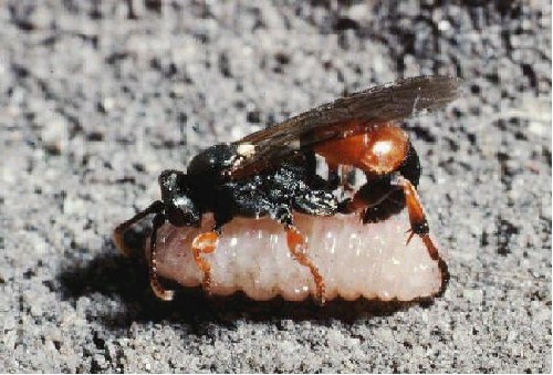 Ichneumon eumerus parasitoid