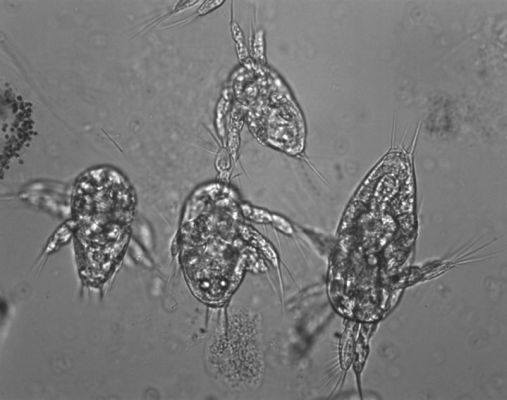 Die 100-300 µm großen Larven der Copepoden gibt es jeweils im Frühjahr und Herbst in großen Mengen. Im Süßwasser dominieren andere Zooplankter, die Cladocera ("Wasserflöhe"). Diese beenden die Phytoplanktonfrühjahrsblüte. Die anders gestalteten eher marinen Copepoden (Ruderfußkrebse) schaffen das offensichtlich nicht. Foto: Martin Feike
