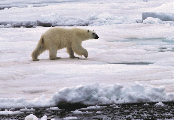 Der Lebensraum des Eisbären ist aufgrund der Reduzierung der Eisdicke und dem rapiden Rückgang der Meereisbedeckung stark gefährdet (Foto: Tiefseegruppe des AWI)