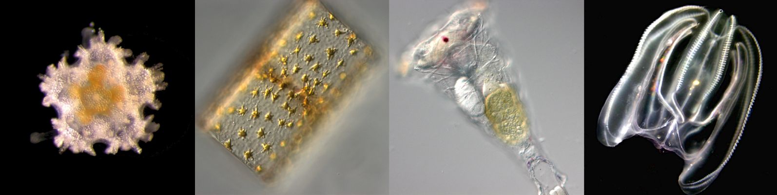 Eine Auswahl Helgoländer planktons (von links nach rechts: Seesternlarve, Diatomee, Rotifere und Rippenqualle)