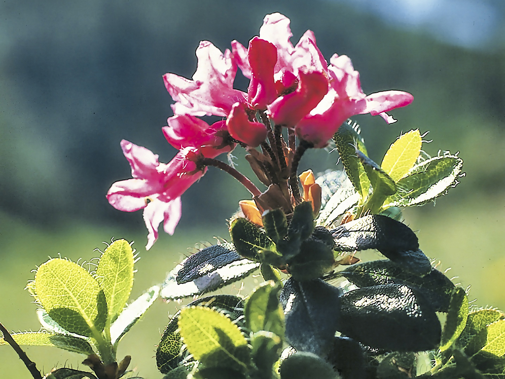 Almrausch (Bewimperte Alpenrose)