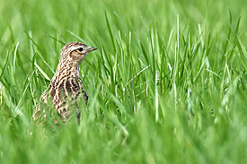 The Eurasian Skylark is the most common open land field bird in central Europe.
