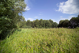 Wet meadow site south of Leipzig in Germany