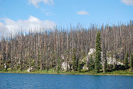 Tote Bäume nach einem Waldbrand in British Columbia, Kanada.